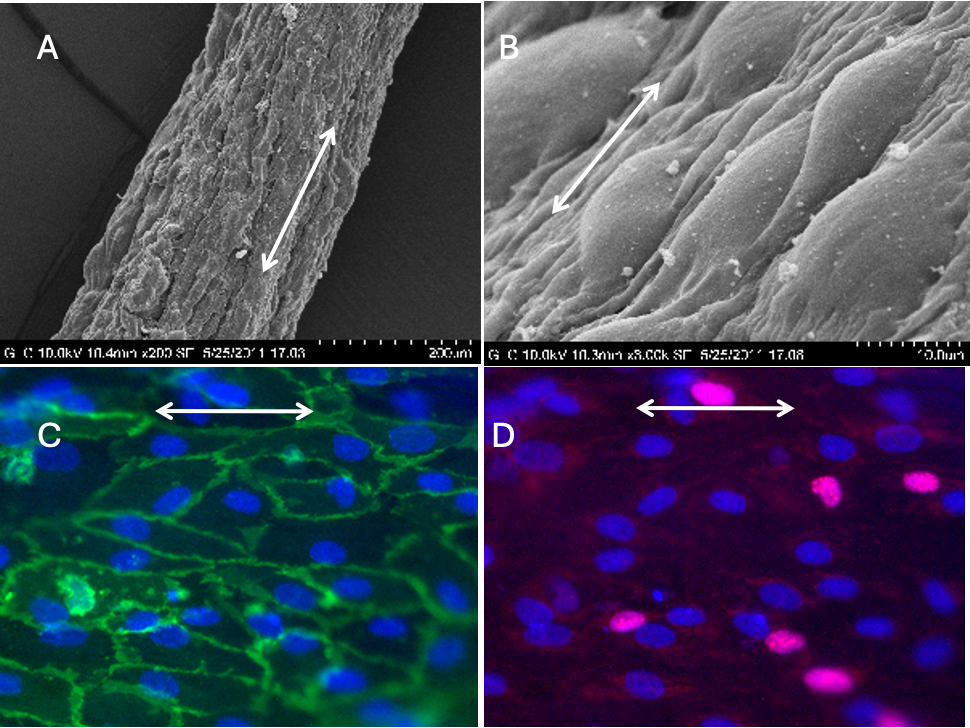 Nanoweave collagen structure